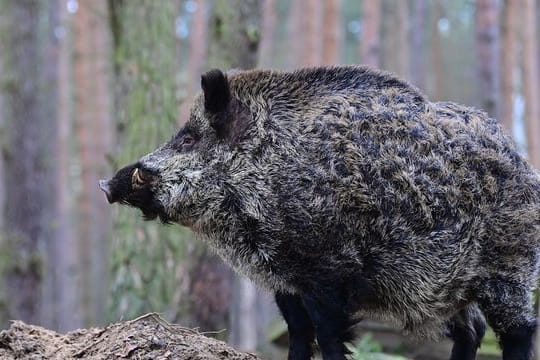 Wildschwein