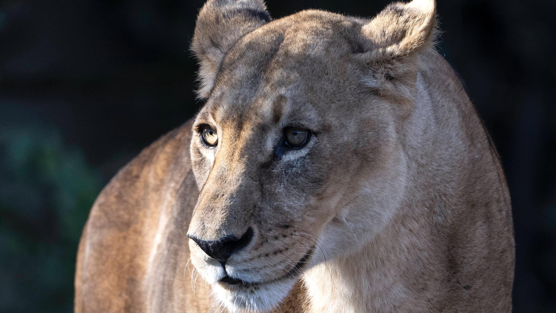 Eine Löwin im Zoo (Symbolbild): Im Iran hat eine solche Raubkatze ihren Wärter getötet.