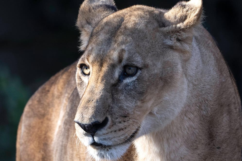 Eine Löwin im Zoo (Symbolbild): Im Iran hat eine solche Raubkatze ihren Wärter getötet.