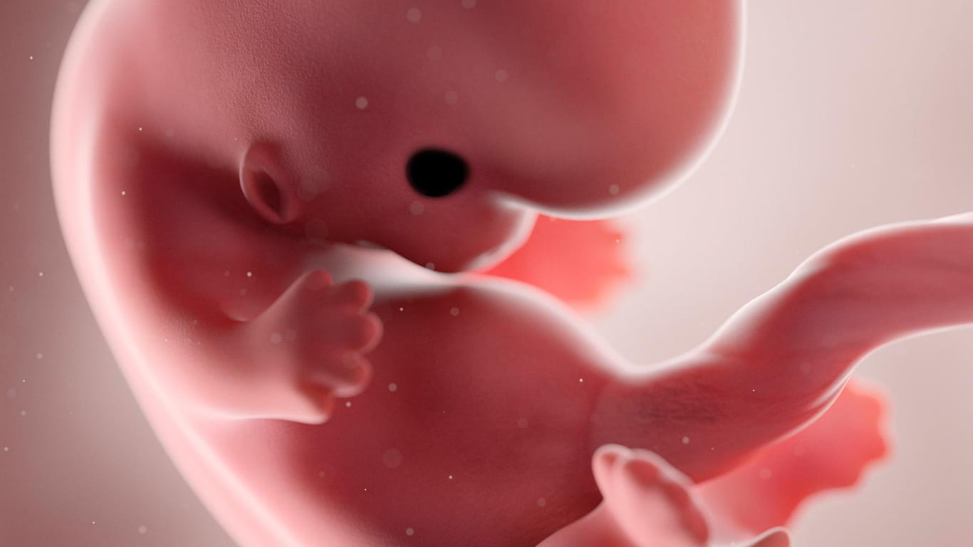 Der Fötus: Ab der achten Schwangerschaftswoche wird das Lebewesen im Bauch nicht mehr Embryo, sondern Fötus genannt.