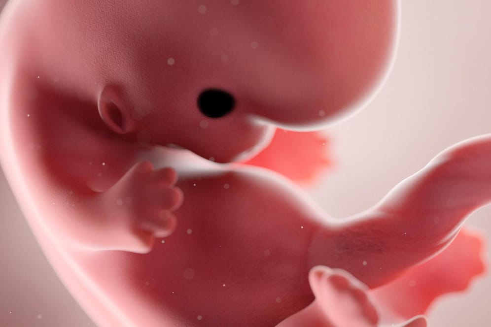 Der Fötus: Ab der achten Schwangerschaftswoche wird das Lebewesen im Bauch nicht mehr Embryo, sondern Fötus genannt.