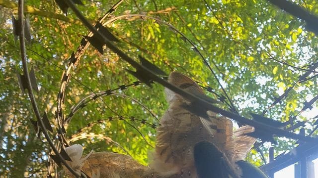 Schleiereule verfängt sich in Stacheldraht