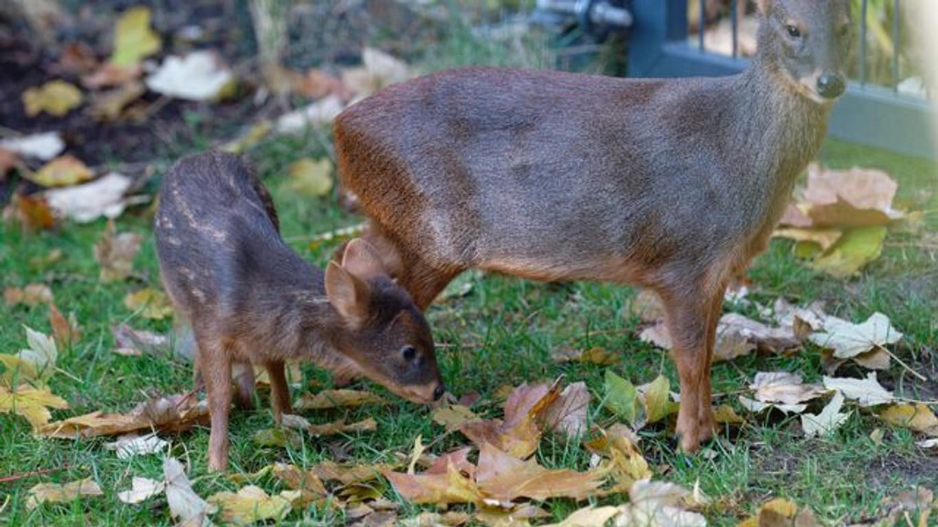 Pudu "Dulce" steht neben seiner seiner Muter "Auryn" (r) in einem Gehege im Kölner Zoo.