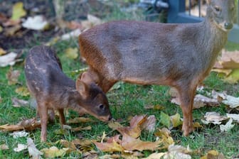 Pudu "Dulce" steht neben seiner seiner Muter "Auryn" (r) in einem Gehege im Kölner Zoo.