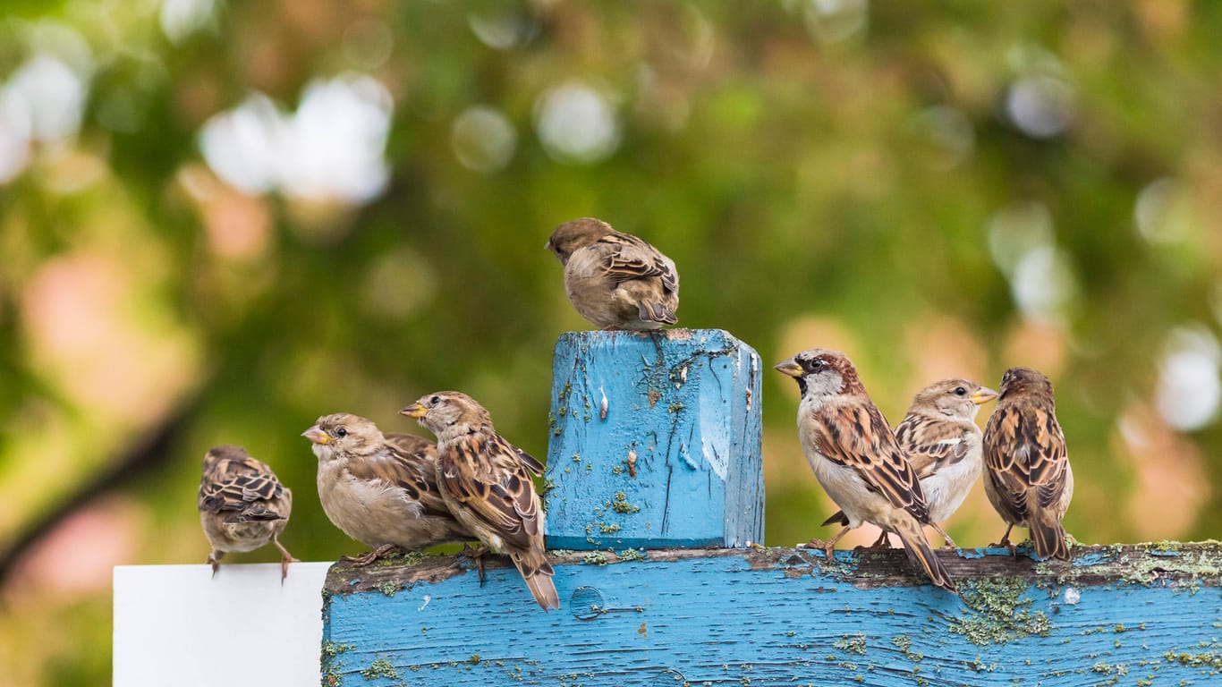Haussperlinge: Kennen Sie unsere heimischen Vogelarten?