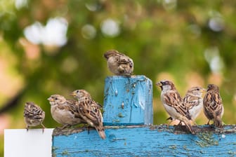Haussperlinge: Kennen Sie unsere heimischen Vogelarten?