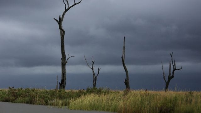 Auf der UN-Klimakonferenz COP26 im schottischen Glasgow wird eine Initiative von 100 Staaten vorgestellt, die bis 2030 die Zerstörung von Wäldern und anderen Landschaften stoppen wollen.