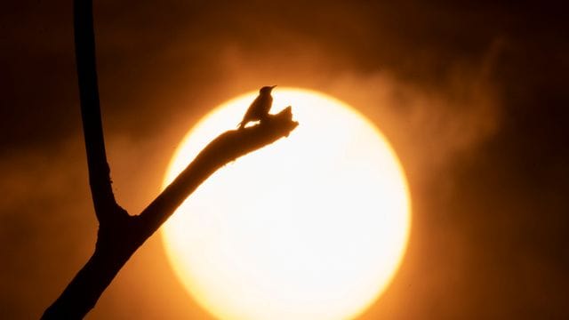 Der Rauch zahlreicher großer Waldbrände im südwestlichen Oregon färbt den Sonnenuntergang und den Himmel gelb. Der Rauch zahlreicher großer Waldbrände im südwestlichen Oregon färbt den Sonnenuntergang und den Himmel gelb.