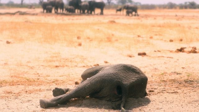 Der Kadaver eines toten Elefanten liegt im Hwange-Nationalpark.