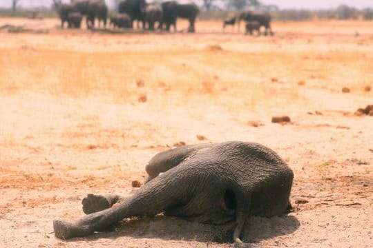 Der Kadaver eines toten Elefanten liegt im Hwange-Nationalpark.