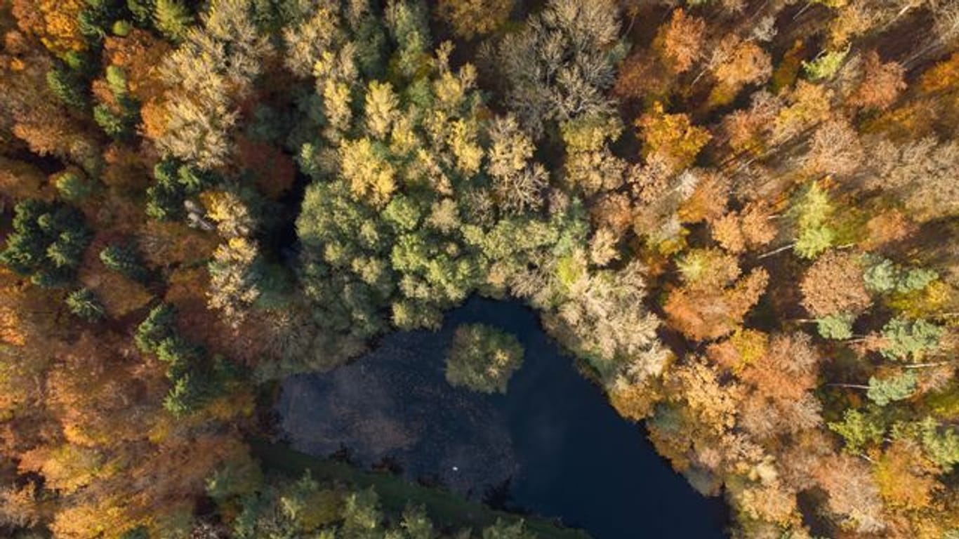 Die Wälder in Deutschland leiden unter dem Klimawandel.