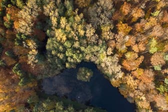 Die Wälder in Deutschland leiden unter dem Klimawandel.