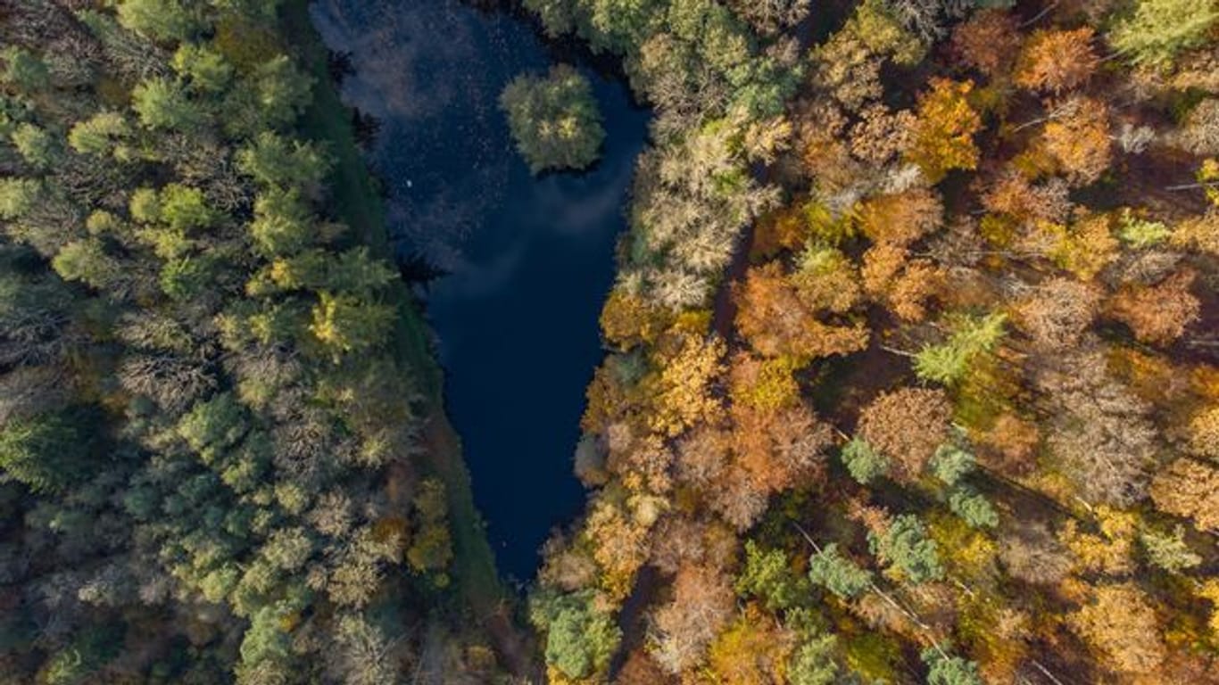 Herbstlich verfärbte Bäume im Taunus.