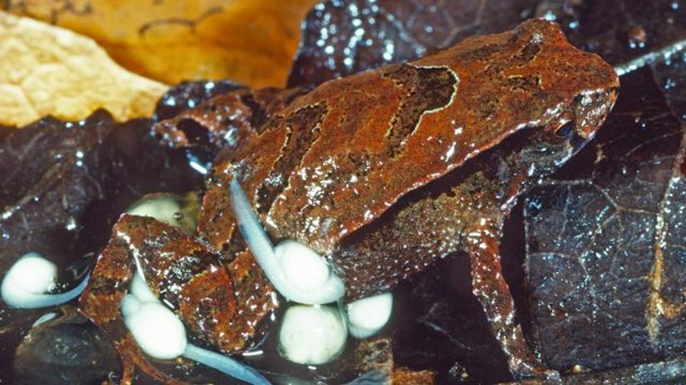 Ein "Assa Wollumbin"-Frosch sitzt mit seinen Kaulquappen auf einem Blatt.