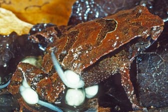 Ein "Assa Wollumbin"-Frosch sitzt mit seinen Kaulquappen auf einem Blatt.