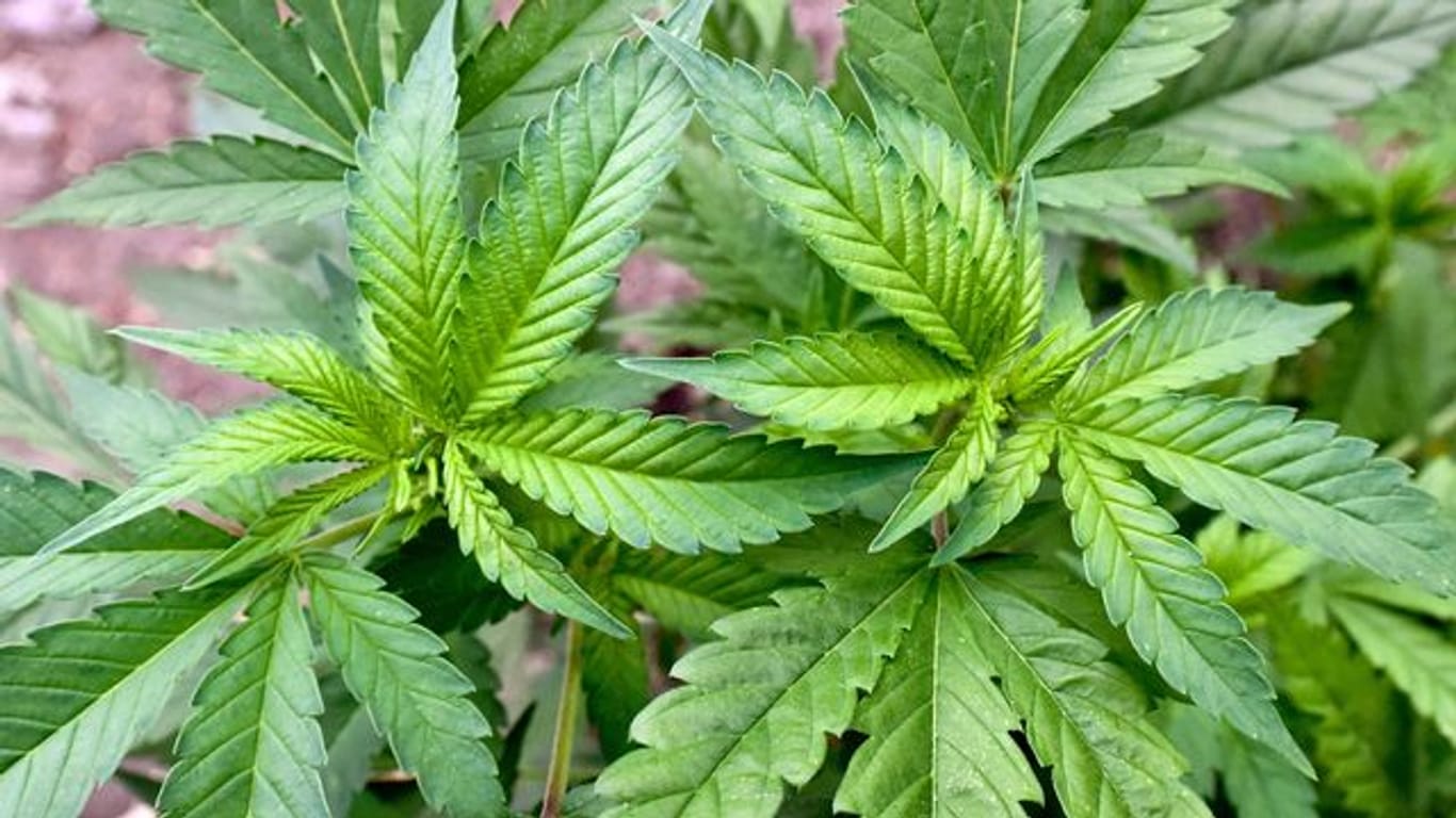 Die Apotheken wären bei einer Legalisierung zum Verkauf von Cannabis unter bestimmten Bedingungen bereit.