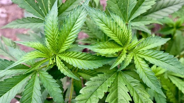 Die Apotheken wären bei einer Legalisierung zum Verkauf von Cannabis unter bestimmten Bedingungen bereit. Die Apotheken wären bei einer Legalisierung zum Verkauf von Cannabis unter bestimmten Bedingungen bereit.
