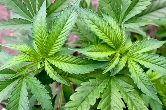 Die Apotheken wären bei einer Legalisierung zum Verkauf von Cannabis unter bestimmten Bedingungen bereit.
