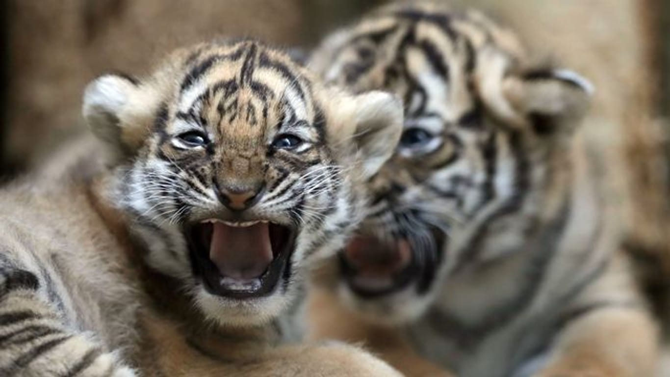 Zwei junge malaysische Tiger spielen in ihrem Gehege im Zoo in Prag.