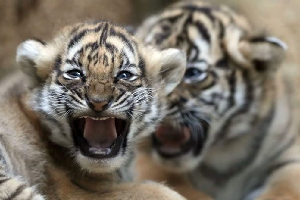 Zwei junge malaysische Tiger spielen in ihrem Gehege im Zoo in Prag.
