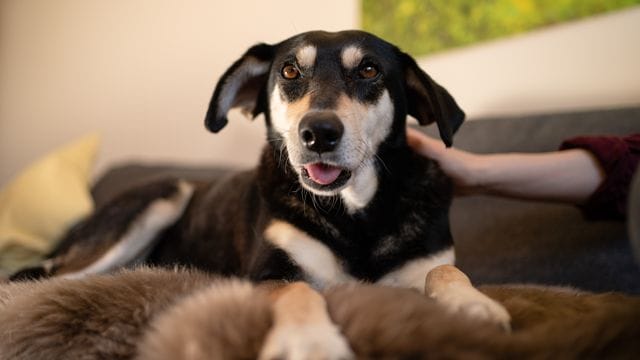 Ein Hund als Haustier - im Iran ein Problem.