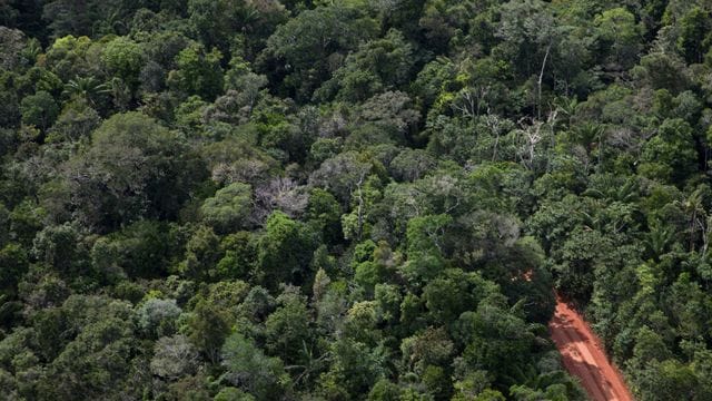 Ein Weg geht durch den Amazonas-Regenwald.