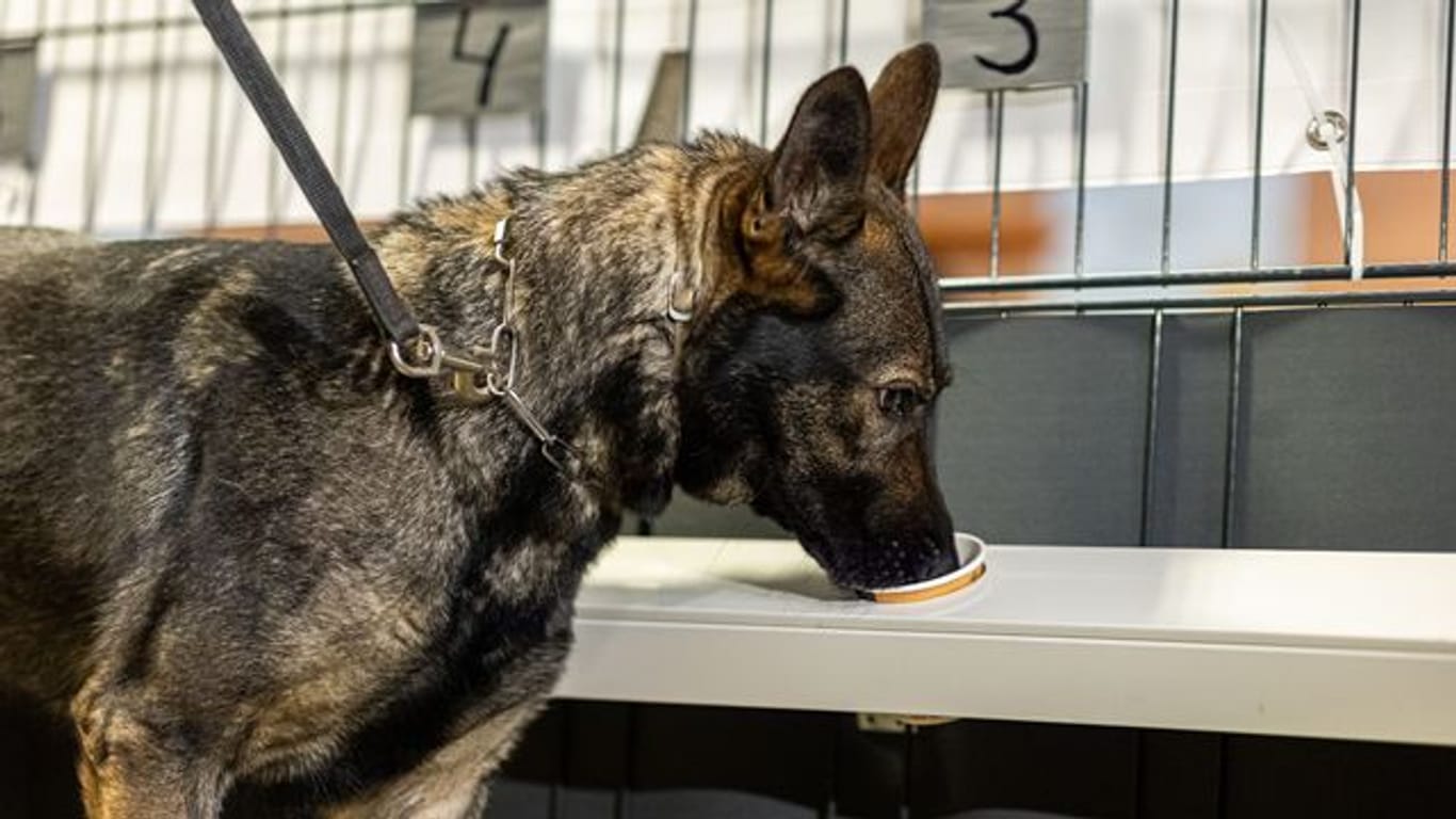 Corona-Spürhündin Bea (Deutscher Schäferhund) schnüffelt in Probenbehältern in der Teststation.