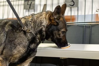 Corona-Spürhündin Bea (Deutscher Schäferhund) schnüffelt in Probenbehältern in der Teststation.