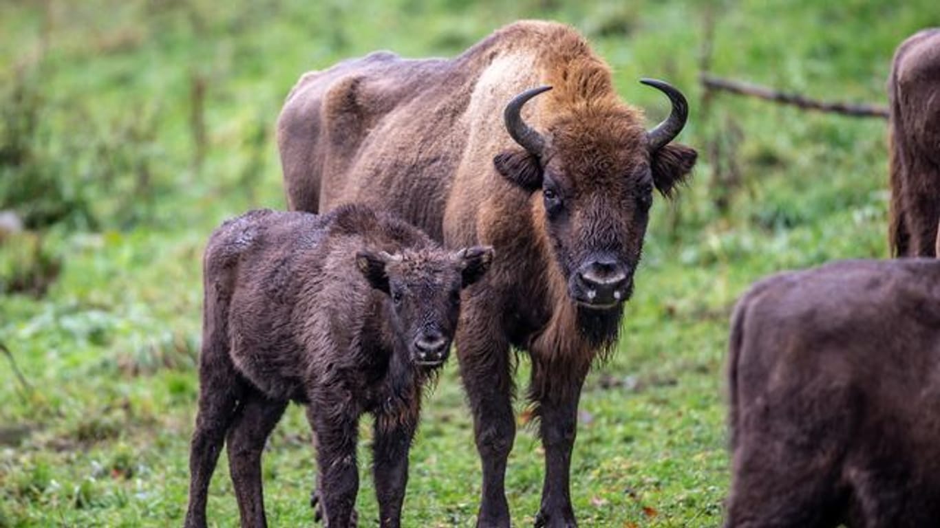 Zwei Wisente stehen im Gehege der "Wisent-Wildnis" in Bad Berleburg.