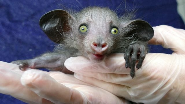 Ein im Grzimekhaus des Frankfurter Zoos geborenes Fingertier.