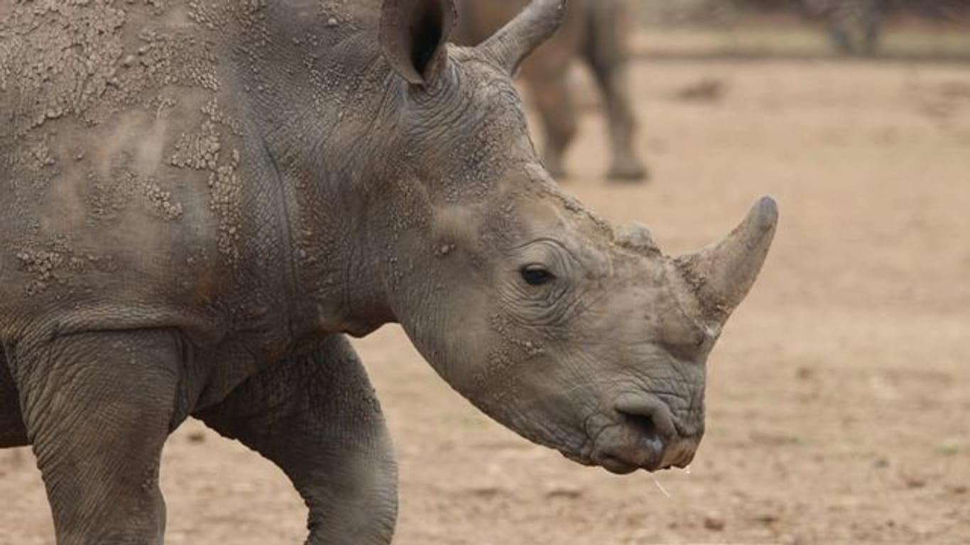 Ein Breitmaulnashorn in einer privaten Aufzuchtstation in Südafrika (Archivbild).