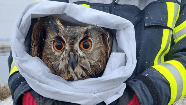 Der Uhu nach seiner Rettung: Der geschützte Vogel war im Wasser entdeckt worden.