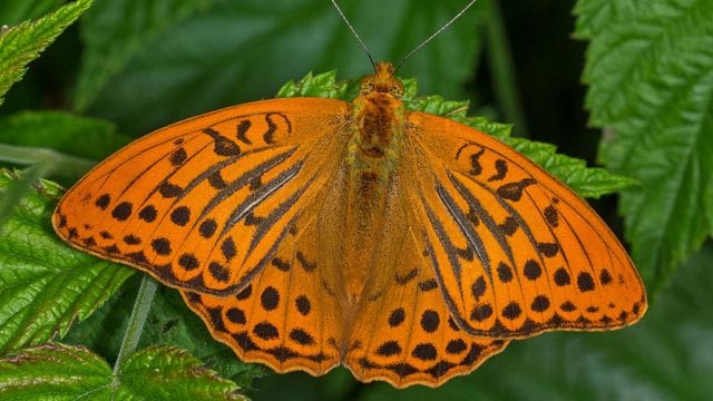 Ein orangener Falter sitzt auf einem Blatt. Der Kaisermantel ist weltweit heimisch.