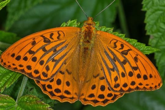 Ein orangener Falter sitzt auf einem Blatt. Der Kaisermantel ist weltweit heimisch.