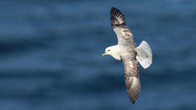 Der Eissturmvogel wurde zum "Seevogel des Jahres 2022" gekürt.