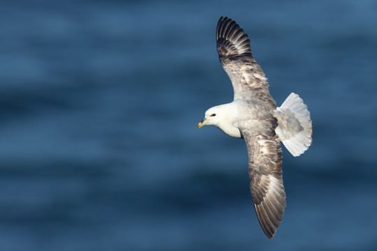 Der Eissturmvogel wurde zum "Seevogel des Jahres 2022" gekürt.