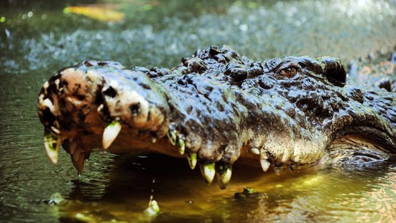 Eine junge Britin überlebte einen Krokodilangriff in Sambia (Symbolbild).