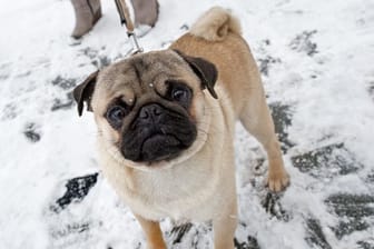 Ein Mops beim Spaziergang im Schnee.