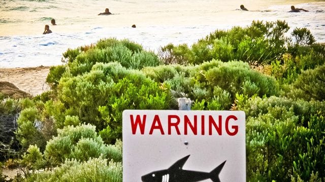 Ein Schild an einem australischen Strand warnt vor Haien (Symbolbild). Ein Schild an einem australischen Strand warnt vor Haien (Symbolbild).
