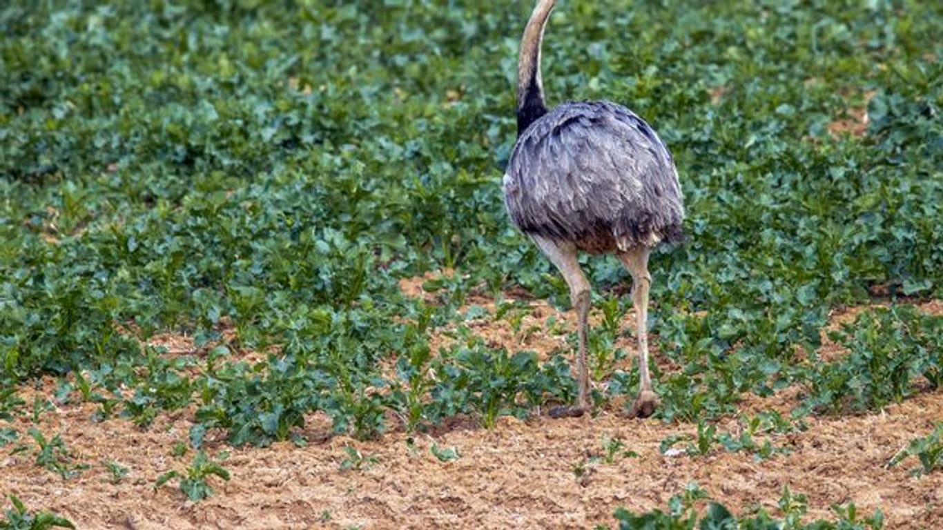 Die Laufvögel sind ursprünglich in Südamerika beheimatet.