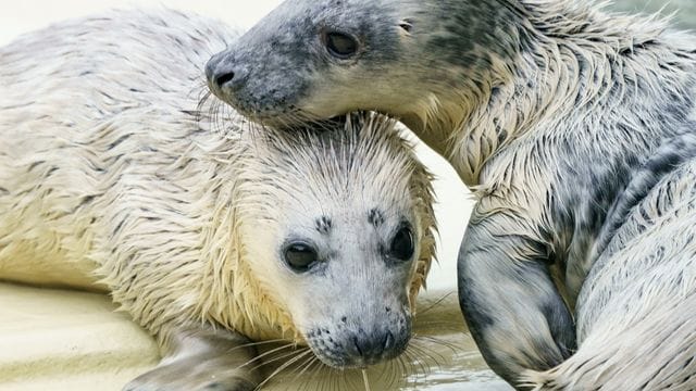 Der Kegelrobben-Heuler „Rudi“ (l) und "Renate" in der Seehundstation im Aufzuchtbereich. Der Kegelrobben-Heuler „Rudi“ (l) und "Renate" in der Seehundstation im Aufzuchtbereich.