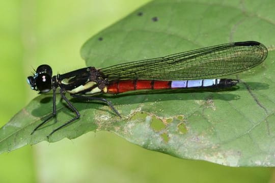 Eine Libelle der Art Africocypha varicolor sitzt auf einem Blatt.