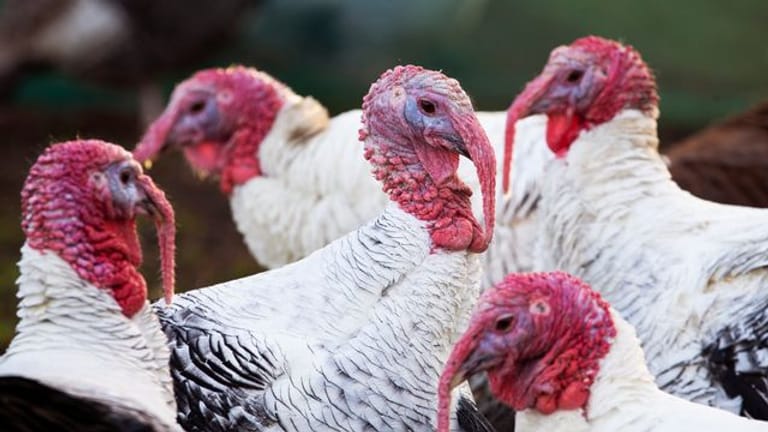 Besorgniserregende Verbreitung: Die Vogelgrippe grassiert in Großbritannien. Viele Geflügelbetriebe sind betroffen.
