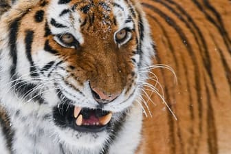 Ein Sibirischer Tiger (Amur-Tiger): Aufgrund von zu viel Schnee finden die Tiere in Russland nicht mehr genug Futter. (Archivfoto)