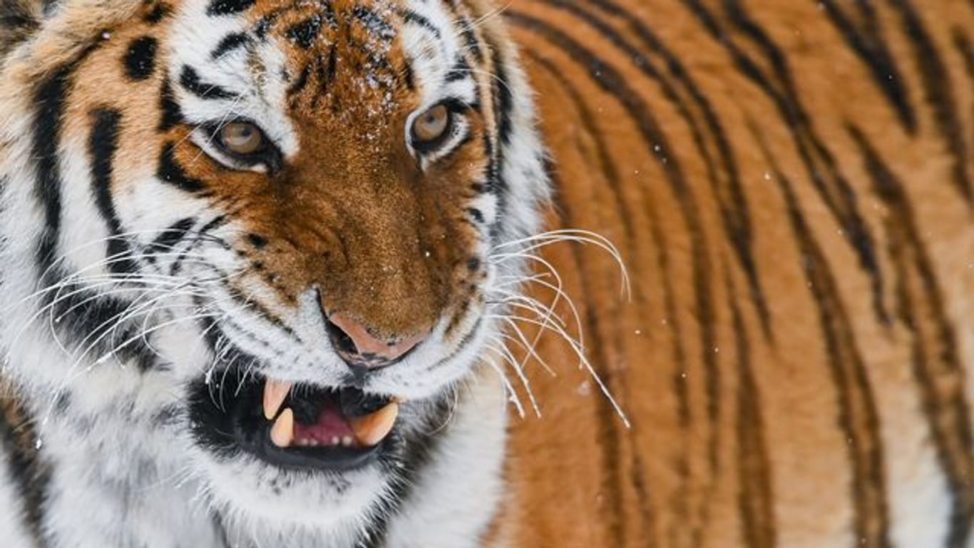 Ein Sibirischer Tiger (Amur-Tiger): Aufgrund von zu viel Schnee finden die Tiere in Russland nicht mehr genug Futter. (Archivfoto)