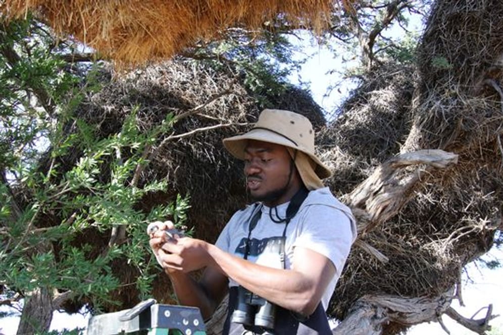 Olufemi Olubodun untersucht ein Nest von Siedlerwebern in einer Akazie, in das sich ein Paar Zwergfalken eingenistet hat.