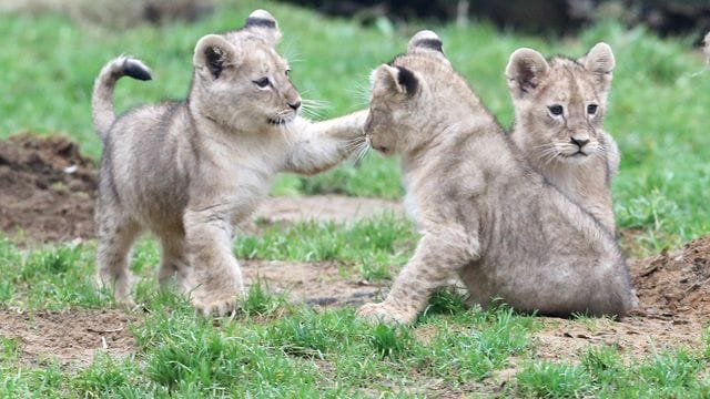 Die rund zwei Monate alten Löwenbabys Jamila, Kumani und Malaika tollen zum ersten Mal im Außengehege des Zoos herum. Die rund zwei Monate alten Löwenbabys Jamila, Kumani und Malaika tollen zum ersten Mal im Außengehege des Zoos herum.