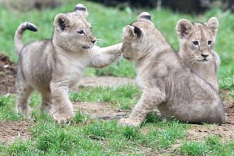 Die rund zwei Monate alten Löwenbabys Jamila, Kumani und Malaika tollen zum ersten Mal im Außengehege des Zoos herum.