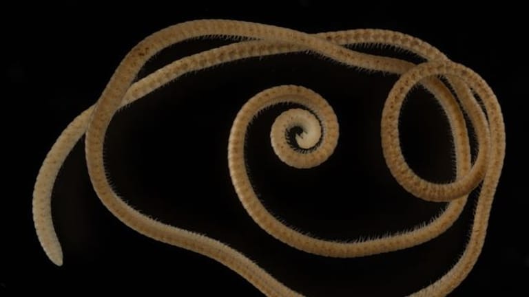 Tausendfüßler: Ein weiblicher Eumillipes persephone mit 330 Segmenten und 1.306 Beinen
