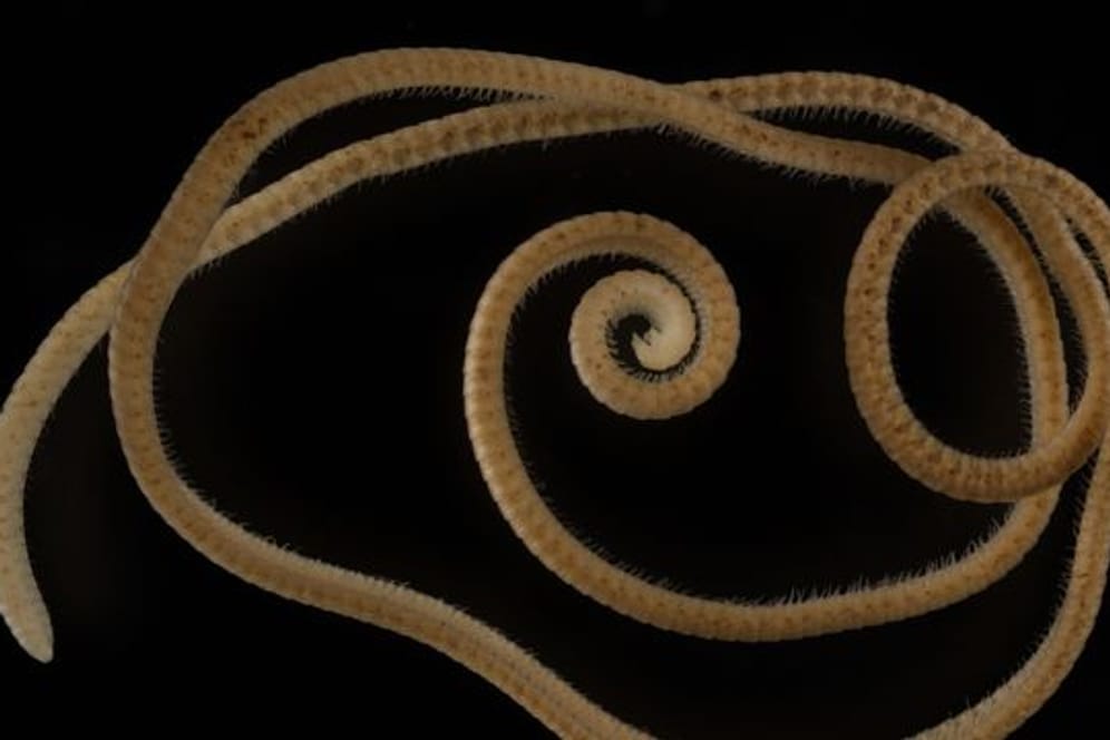 Tausendfüßler: Ein weiblicher Eumillipes persephone mit 330 Segmenten und 1.306 Beinen